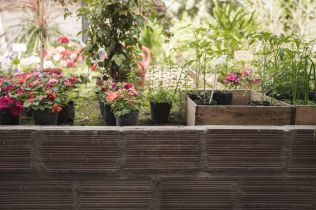 Co vše lze pěstovat na balkóně: Praktické rady pro zahradníky v bytě