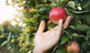 Přemkovy rychlé rady pro zahrady - Nastala vhodná doba k prořezu některých ovocných dřevin